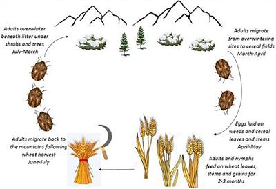 Overwintering Physiology and Cold Tolerance of the Sunn Pest, Eurygaster integriceps, an Emphasis on the Role of Cryoprotectants